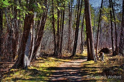 Jack Pine Trail_15774.jpg - Photographed at Ottawa, Ontario - the capital of Canada.
